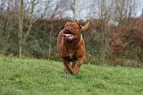 DOGUE DE BORDEAUX 176